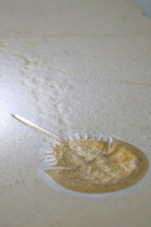 馬蹄蟹及其留在化石的死亡足跡 （化石大小：90厘米 x50厘米）